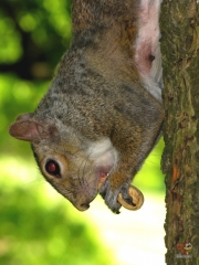 Squirrel.HP.19.jpg