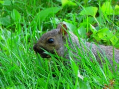 Squirrel.HP.22.jpg