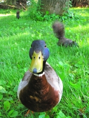 Duck.HP.01.jpg