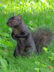 Squirrel.HP.21.jpg
