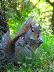 Squirrel.HP.23.jpg