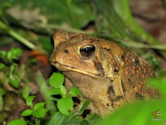 Frog.HP.01.jpg