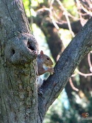 Squirrel.HP.27.jpg