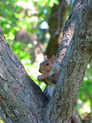 Squirrel.HP.28.jpg