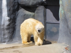 Polar_Bear.Zoo.01.jpg